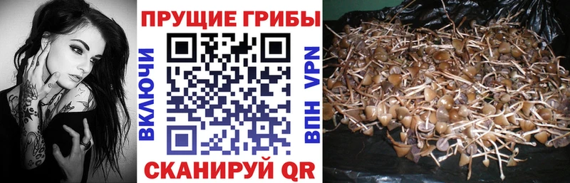 Псилоцибиновые грибы MAGIC MUSHROOMS  хочу наркоту  Михайловск 